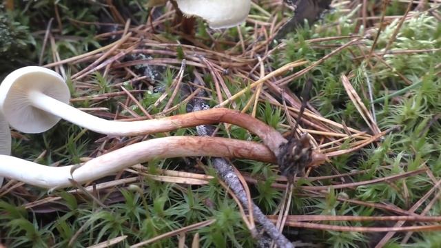 Съедобный Ложноопёнок серо-пластинчатый - Hypholoma capnoides