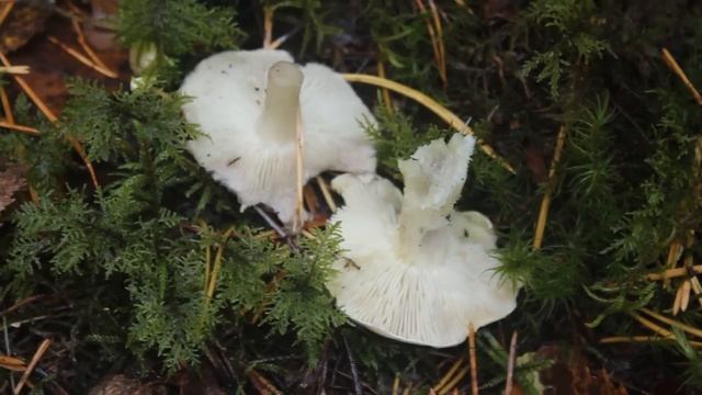 Сравнение Мыльной рядовки и Серой рядовки