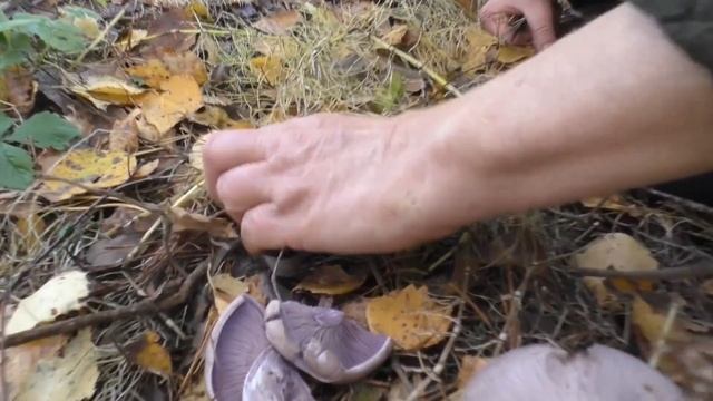 Съедобная Рядовка фиолетовая - Lepista nuda