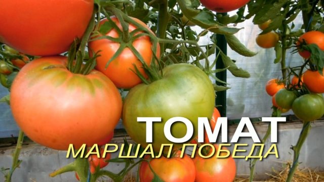 МАРШАЛ ПОБЕДА! Обзор сортов ТОМАТОВ! Советы от ЗЕЛЕНОГО ОГОРОДА!