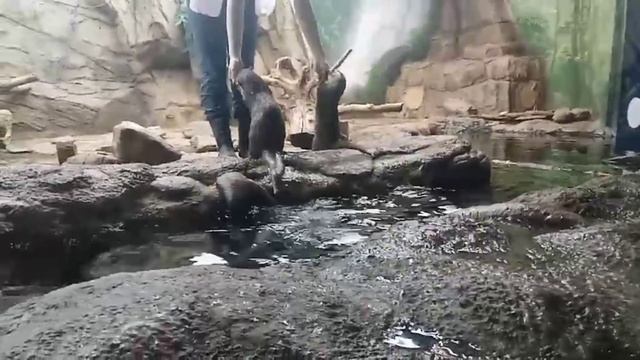 Аква