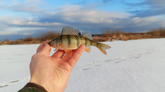 Очередной первый лёд! Рыбалка в Сибири 🎣 #рыбалка #сибирскаярыбалка #Сибирь #зима