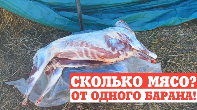 Сколько мясо даёт баранчик. Какой выход мяса у овец и баранов.