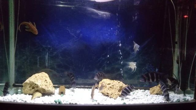 Франьтоза бурунди