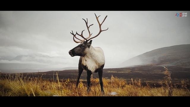 Полярный Урал. Вершина Пендирмапэ (главная)