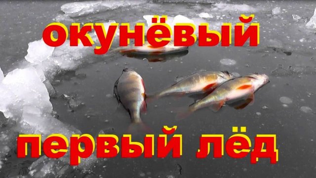 окуневый первый лёд сезон 24-25