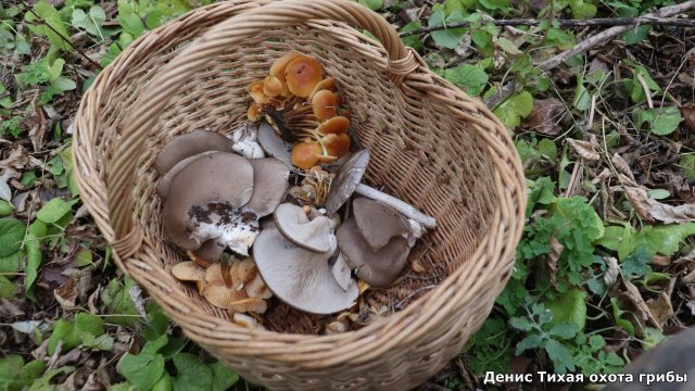 Зимние опята и вёшенка | грибы поздней осенью будут