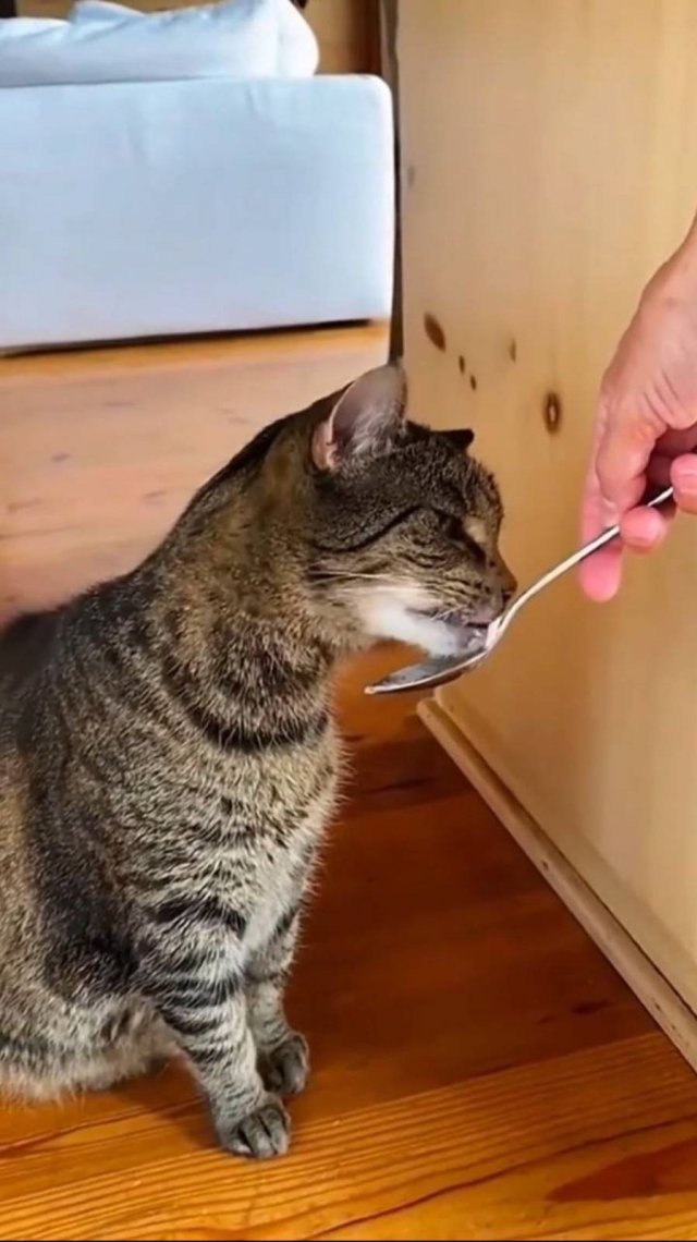 Смешные коты !