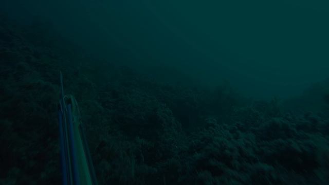 Подводная охота на горбыля 2024 ноябрь. Крым.Б.Атлеш