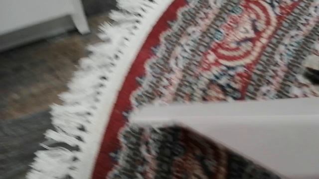 Комнатный мышь