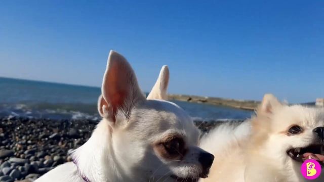 ЧЕЛЛЕНДЖ ВЫБЕРИ КНОПКУ** ХОМЯКИ УПРАВЛЯЮТ НАШИМ ДНЕМ