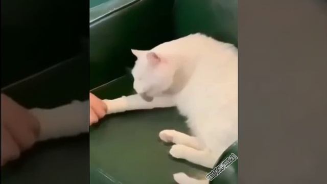 lapku