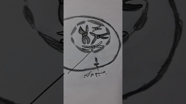 رسم الطور التمهيدي (اطوار الانقسام الخيطي في الخلية)