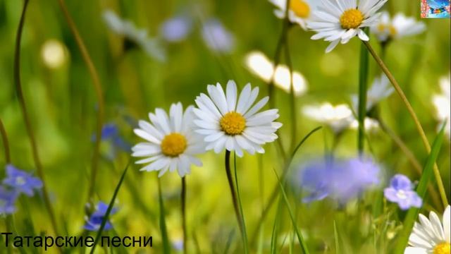 Татарские песни 67