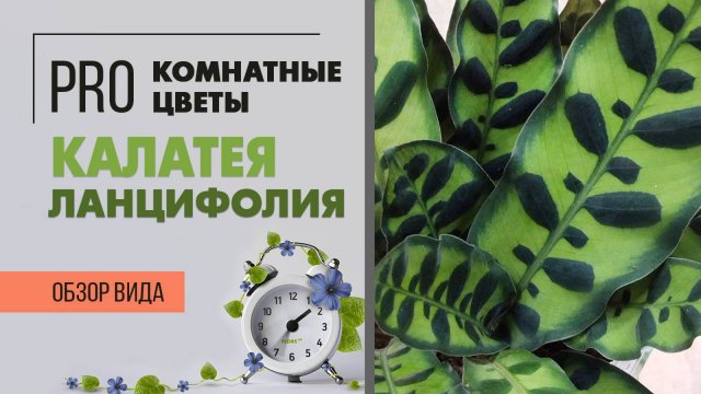 Калатея Ланцифолия. Обзор. Неприхотливое, красивое и тенелюбивое комнатное растение для дома и офиса