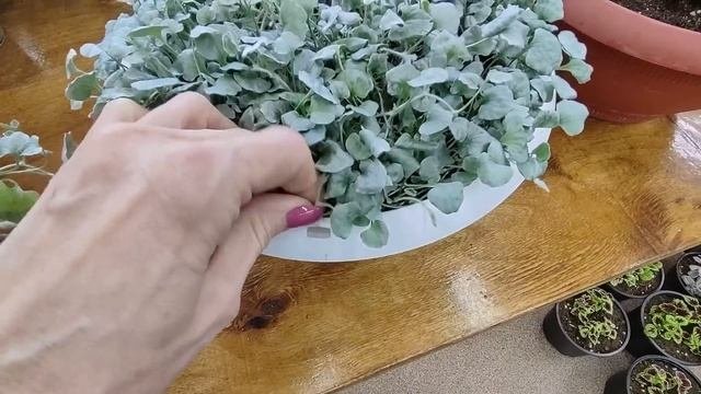 Как правильно посадить Дихондру серебристую в кашпо. Как летом нарастить шикарный ампельный куст.