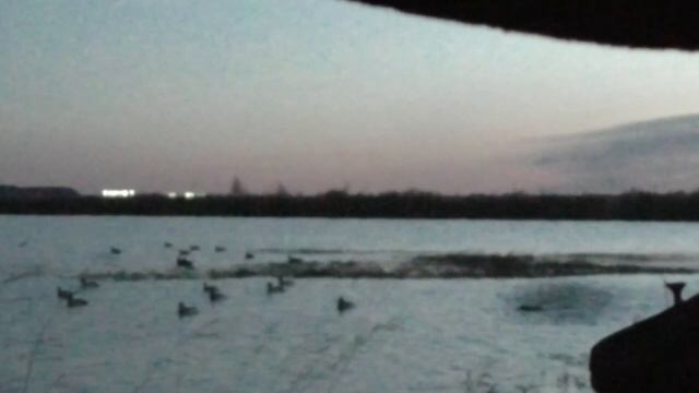 Cборник выстрелов - осень 2023 / охота на утку MIX-2