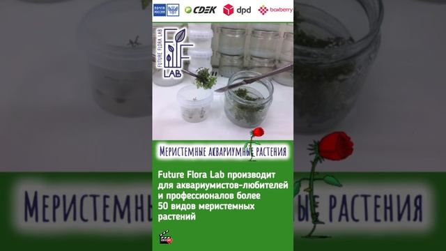 Future Flora Lab - кто это?