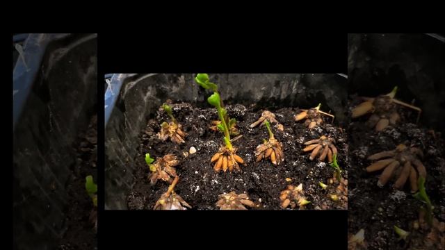 Проращивание клубний ранункулюса. Как правильно вырастить ранункулюс.