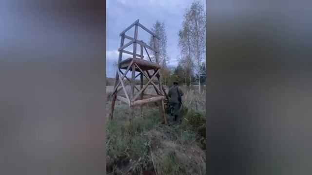 Как манить лося, обучающее видео для молодых охотников 2022