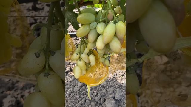 Виноград Алинка. Виноград который должен быть на каждом участке.🍇