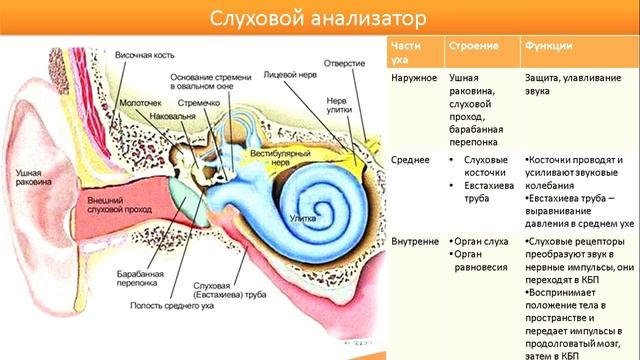 5.3. Слуховая и вестибулярная системы