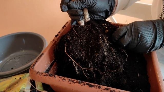 ФИКУСЫ БЕНДЖАМИНА.ПЕРЕСАДКА В ОДНО КАШПО.ГРУНТ СОСТАВЛЯЮ САМА