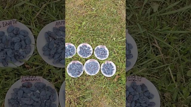 Дегустация  6 сортов канадской и американской жимолости из моей коллекции.