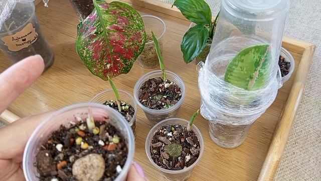 Аглаонемы/пеньки аглаонем ч.2 #аглаонема #aglaonema #аглаонемы #цветы #plants #лайфхаки #советы