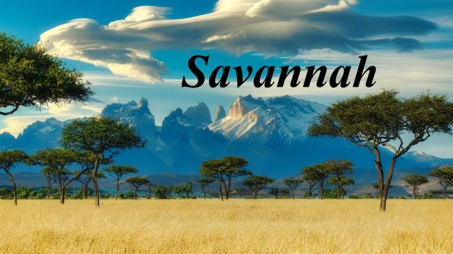 Саванна 4K (Savannah) - Расслабляющее видео со спокойной музыкой
