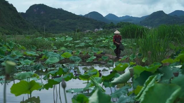 酸笋——云南傣味菜里的灵魂调味料【滇西小哥】
