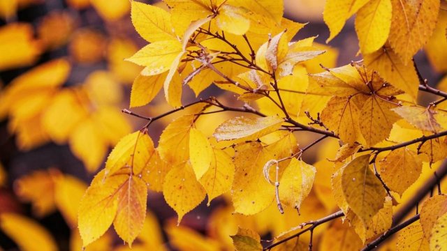 Первый снег ❄️