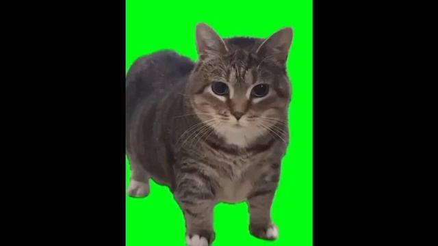 Кот танцует под музыку 1 час  мем
