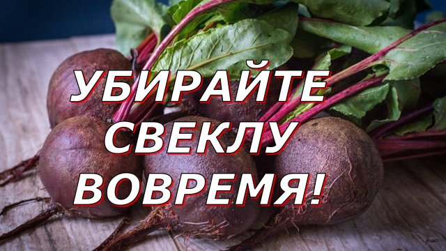Когда убирать свеклу #овощи #полезные советы #урожай #уборка #свекла