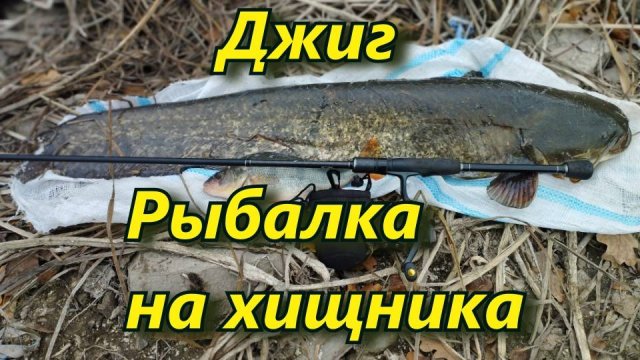 НА  ПРОСТУЮ РЕЗИНУ ВЗЯЛИ КРУПНОГО СОМИКА .РЫБАЛКА НА СПИННИНГ С БЕРЕГА. . Северский донец