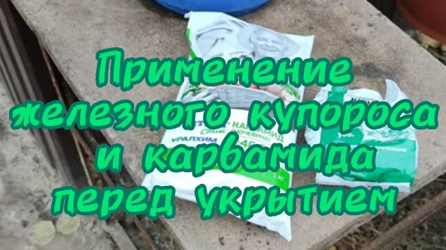 Обработка виноградных лоз железным купоросом и карбамидом перед укрытием. 18.11.24