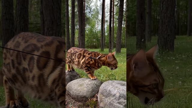 Кого увидела #бенгальскаякошка ?⬛ #бенгал #смешныекоты #бенгальскаяпорода #cat #catlover