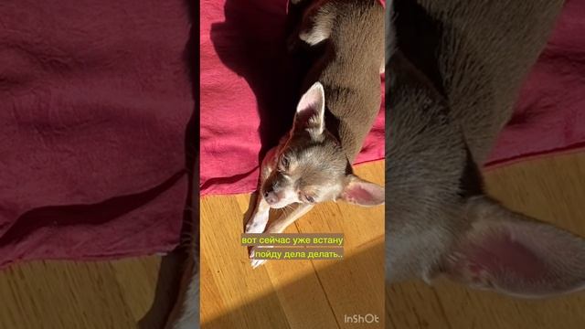 Nina