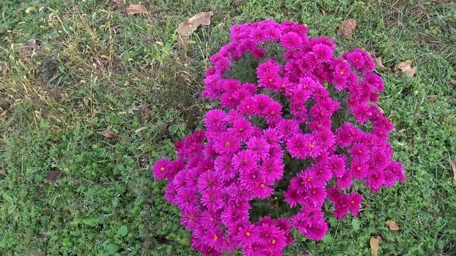 Пересадили персик🍑 Сделали обрезку деревьев 🌳Первые потери🐤 Дом в любимой станице🏡