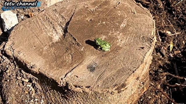 訳あり物件は150万円 切株が気になり覗く!井戸水飲める?アレを使う女