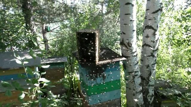 Рой, апирой, ловушка