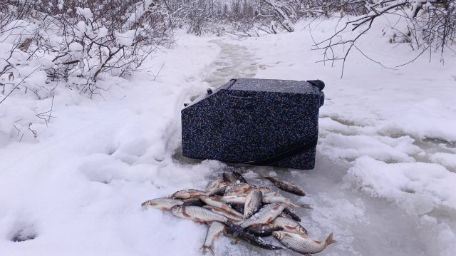 В этой маленькой реке очень много рыбы.зимняя рыбалка на мормышку.