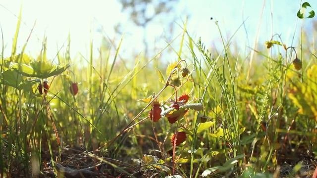 Звуки природы Сверчки и пение лесных птиц для глубокого сна