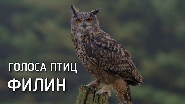 Филин | Голоса птиц