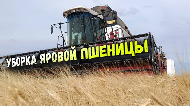 Уборка яровой пшеницы 2024. Вылечили комбайн АКРОС 585