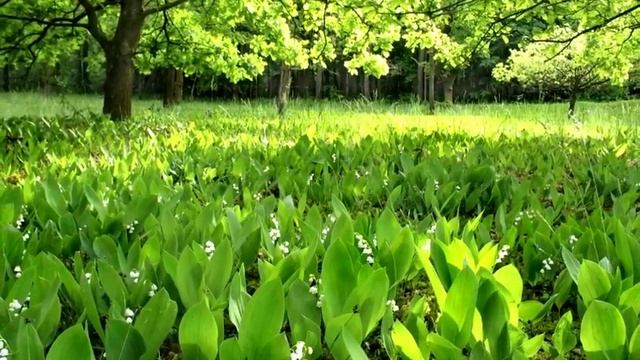 Музыка в природе_ природа в музыке.