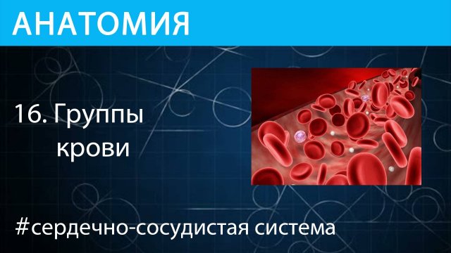 Анатомия: Кровь. Группы крови (Ab0, резус-фактор)