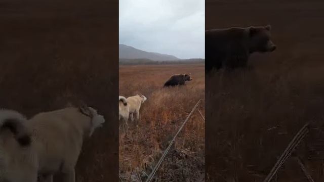 Встреча с Медведем