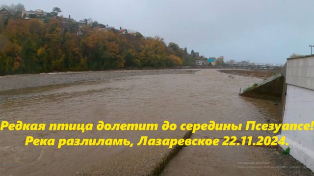 Псезуапсе разлилась после дождей! Лазаревское 22.11.2024. 🌴ЛАЗАРЕВСКОЕ СЕГОДНЯ🌴СОЧИ.