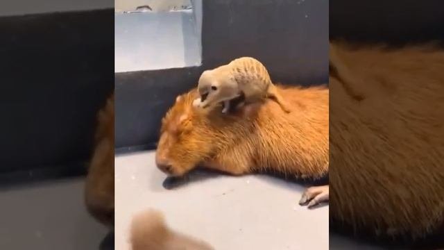 видео капибары